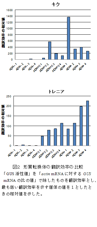 図2 形質転換体の翻訳効率の比較
