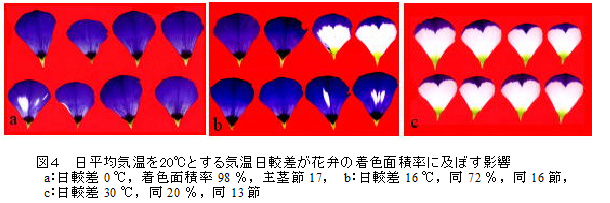 図4 日平均気温を20℃とする気温日較差が花弁の着色面積率に及ぼす影響