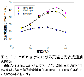 図4 トルコギキョウにおける葉温と光合成速度の関係