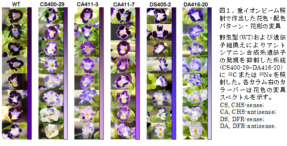 図1.重イオンビーム照射で作出した花色・配色パターン・花形の変異