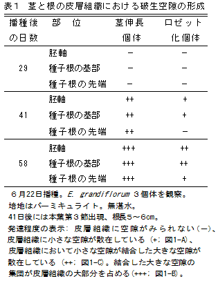 表1 茎と根の皮層組織における破生空隙の形成