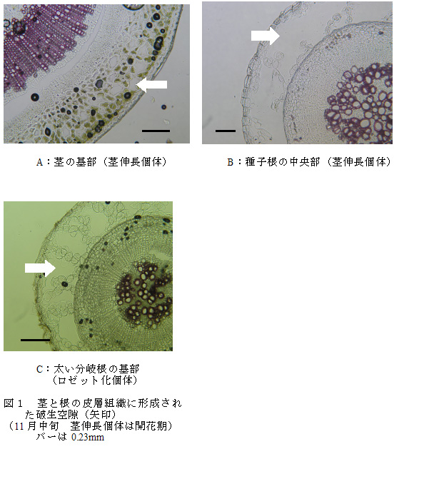 図1 茎と根の皮層組織に形成された破生空隙