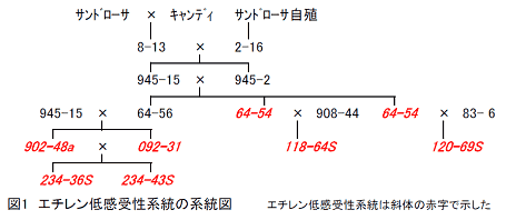 図1 エイチレン低感受性系統の系統図