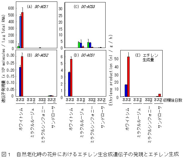 図1 自然老化時の花弁におけるエチレン生合成遺伝子の発現とエチレン生成