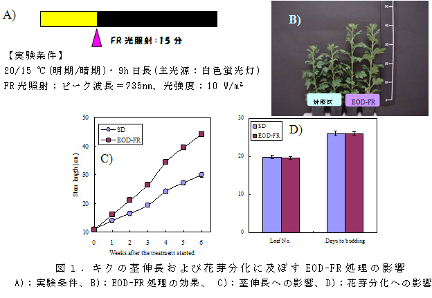 図1.キクの茎伸長および花芽分化に及ぼすEOD-FR処理の影響