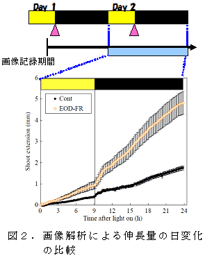図2.画像解析による伸長量の日変化の比較