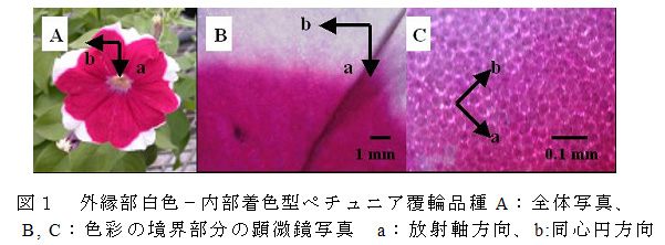 図1 外縁部白色-内部着色型ペチュニア覆輪品種