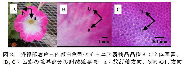 図2 外縁部着色-内部白色型ペチュニア覆輪品品種