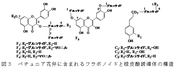 図3 ペチュニア花弁に含まれるフラボノイドと桂皮酸誘導体の構造