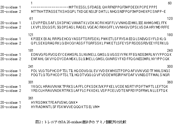 図2:トレニアのGA 20-oxidase遺伝子のアミノ酸配列の比較