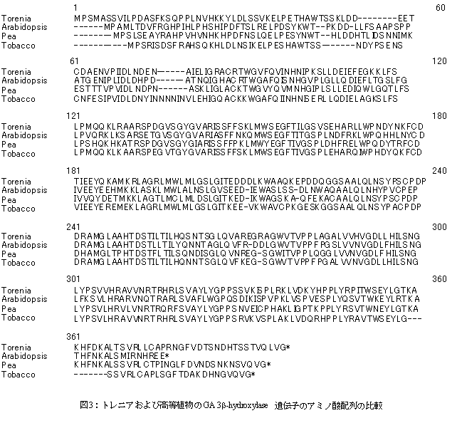図3:トレニアおよび高等植物のGA3-hydroxylase遺伝子のアミノ酸配列の比較