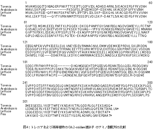 図4:トレニアおよび高等植物のGA2-oxidase遺伝子のアミノ酸配列の比較