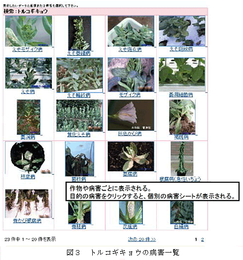 図3 トルコギキョウの病害一覧