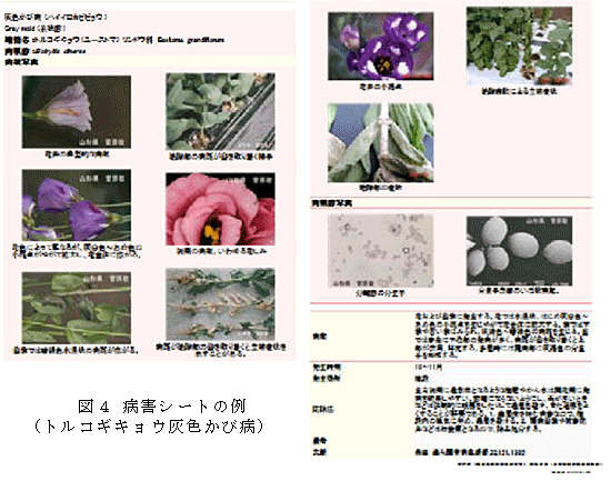 図4 病害シートの例(トルコギキョウ灰色かび病)