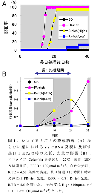 図1 シロイヌナズナの花成誘導(A)ならびに葉におけるFT mRNA発現に及ぼす長日1回処理時の光質、光量の影響(B).エコタイプ Columbiaを供試し、22°C、短日(SD:8時間日長、PPFD:100μmol m-2 s-1、白色蛍光灯、R/FR = 4.5)条件で実施。長日処理(16時間)時の光源にはFR-rich光源、R/FR = 0.8; R-rich光源、R/FR = 4.5を用いた。 光強度はHigh (100μmol m-2 s-1), Low (10μmol m-2 s-1)とした。