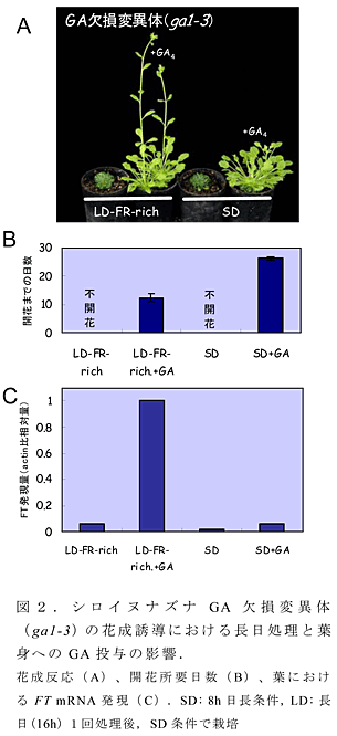 図2 シロイヌナズナGA欠損変異体(ga1-3)の花成誘導における長日処理と葉身へのGA投与の影響.花成反応(A)、開花所要日数(B)、葉におけるFT mRNA発現(C).SD: 8h日長条件, LD: 長日(16h) 1回処理後, SD条件で栽培