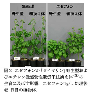 図2 エセフォンが「セイマリン」野生型およびエチレン低感受性遺伝子組換え体(注)の生育に及ぼす影響.エセフォン1g/L処理後42日目の植物体.