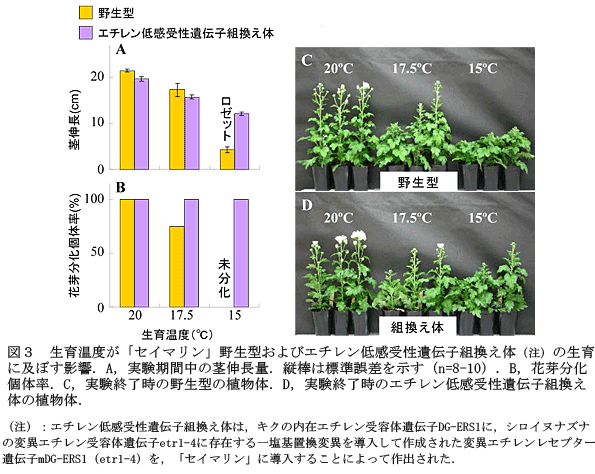 図3 生育温度が「セイマリン」野生型およびエチレン低感受性遺伝子組換え体(注)の生育に及ぼす影響.A,実験期間中の茎伸長量.縦棒は標準誤差を示す(n=8-10).B,花芽分化個体率.C,実験終了時の野生型の植物体.D,実験終了時のエチレン低感受性遺伝子組換え体の植物体.