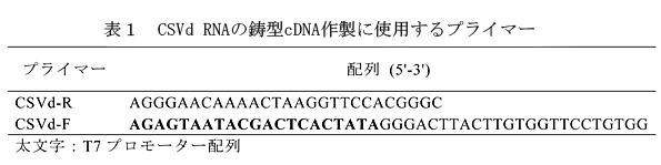 表1 CSVd RNAの鋳型cDNA作製に使用するプライマー