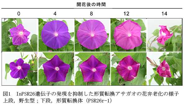 図1 InPSR26遺伝子の発現を抑制した形質転換アサガオの花弁老化の様子上段,野生型;下段,形質転換体(PSR26r-1)