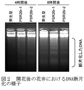 図2 開花後の花弁におけるDNA断片化の様子