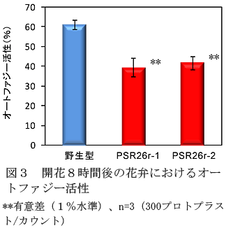 図3 開花8時間後の花弁におけるオートファジー活性 **有意差(1%水準)、n=3(300プロトプラスト/カウント)