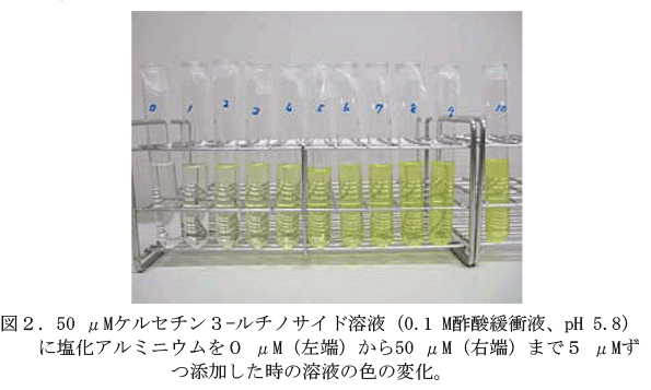 図2 50 μMケルセチン3-ルチノサイド溶液(0.1 M酢酸緩衝液、pH 5.8)に塩化アルミニウムを0 μM(左端)から50 μM(右端)まで5 μMずつ添加した時の溶液の色の変化。