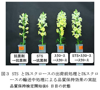 図3 STSと5%スクロースの出荷前処理と5%スクロースの輸送中処理による品質保持効果の実証 品質保持検定開始後6日目の状態