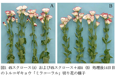 図1 4%スクロース(A) および4%スクロース+ABA (B) 処理後14日目のトルコギキョウ「ミラコーラル」切り花の様子