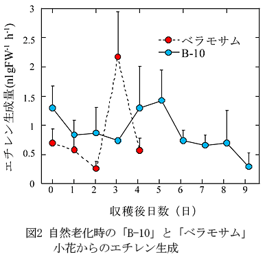 図2 自然老化時の「B-10」と「ベラモサム」小花からのエチレン生成