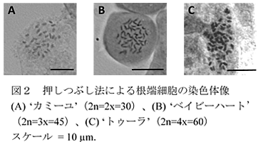 図2 押しつぶし法による根端細胞の染色体像 (A) ‘カミーユ’(2n=2x=30)、(B) ‘ベイビーハート’(2n=3x=45)、(C) ‘トゥーラ’(2n=4x=60)スケール = 10 μm. 