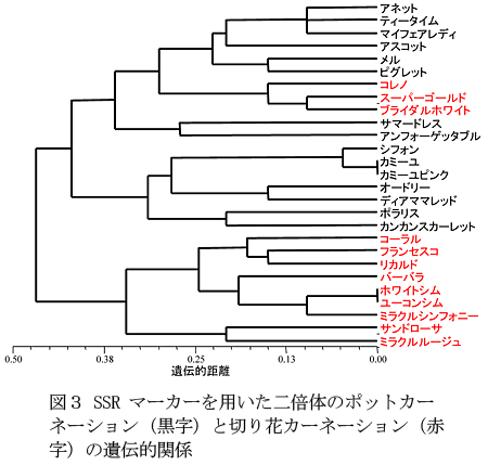 図3 SSRマーカーを用いた二倍体のポットカーネーション(黒字)と切り花カーネーション(赤字)の遺伝的関係
