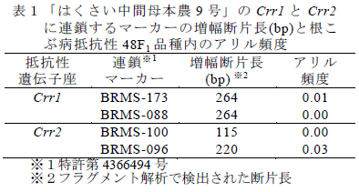 「はくさい中間母本農9 号」のCrr1 とCrr2 に連鎖するマーカーの増幅断片長(bp)と根こ ぶ病抵抗性48F1 品種内のアリル頻度