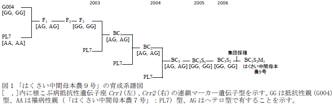 「はくさい中間母本農9号」の育成系譜図