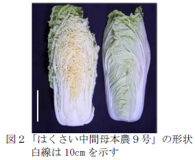 「はくさい中間母本農9号」の形状