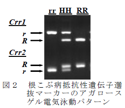 根こぶ病抵抗性遺伝子選 抜マーカーのアガロース ゲル電気泳動パターン