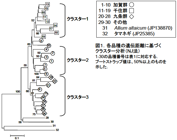 各品種の遺伝距離に基づく クラスター分析(NJ法)