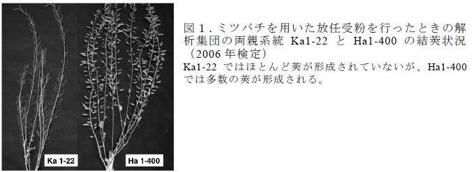 ミツバチを用いた放任受粉を行ったときの解 析集団の両親系統Ka1-22 とHa1-400 の結莢状況