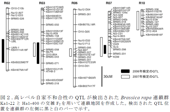 高レベル自家不和合性のQTL が検出されたBrassica rapa 連鎖群 Ka1-22 とHa1-400 の交雑F2 を用いて連鎖地図を作成した。