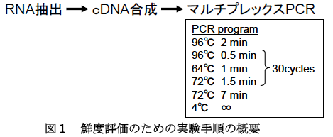 鮮度評価のための実験手順の概要