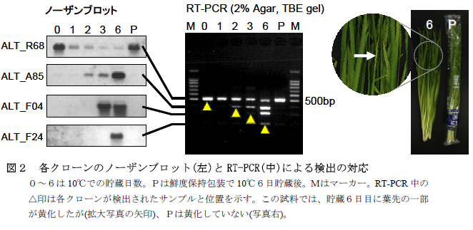 各クローンのノーザンブロット(左)とRT-PCR(中)による検出の対応