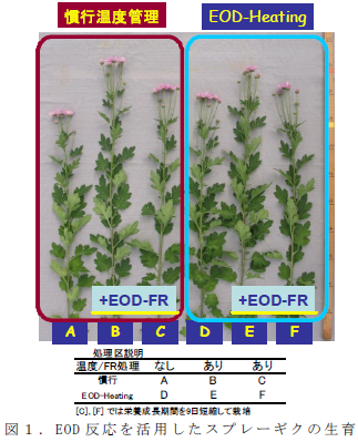 EOD反応を活用したスプレーギクの生育