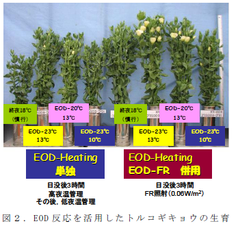 EOD反応を活用したトルコギキョウの生育