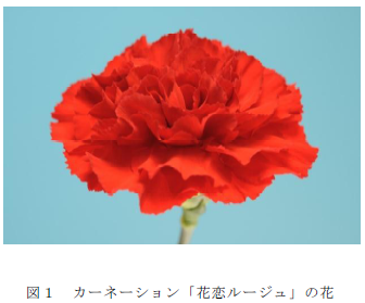 カーネーション「花恋ルージュ」の花