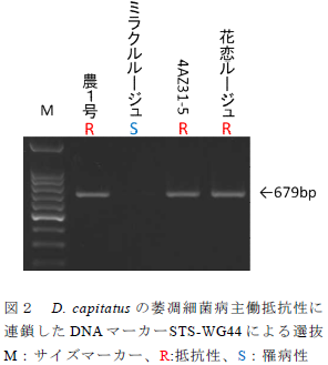 D. capitatus の萎凋細菌病主働抵抗性に 連鎖したDNA マーカーSTS-WG44 による選抜