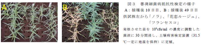 萎凋細菌病抵抗性検定の様子