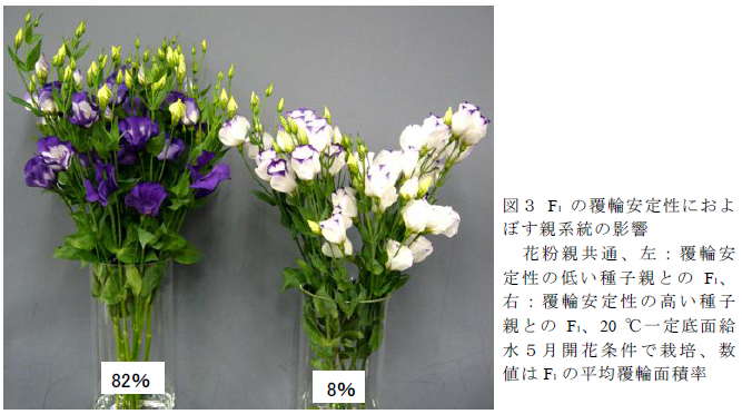 F<sub>1</sub> の覆輪安定性におよ ぼす親系統の影響