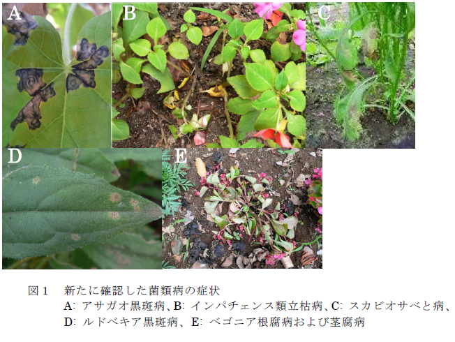 新たに確認した菌類病の症状