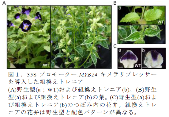 1.35S プロモーター:MYB24 キメラリプレッサー を導入した組換えトレニア