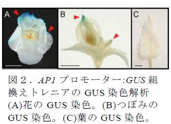 AP1 プロモーター:GUS 組 換えトレニアのGUS 染色解析